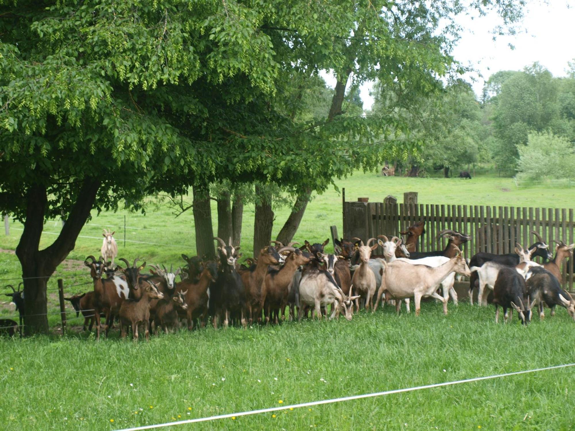 Appartamento Bertelemuehle Günzburg Esterno foto